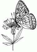 coloring picture of butterfly on a flower