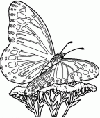 coloring picture of butterfly tree