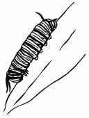 coloring picture of caterpillar