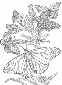 coloring picture of many butterflies