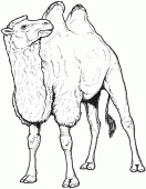 coloring picture of camel with hairs