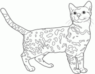 coloring picture of Bengal cat