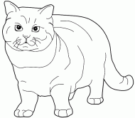 coloring picture of British Shorthair cat