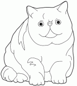 coloring picture of Exotic Shorthair cat