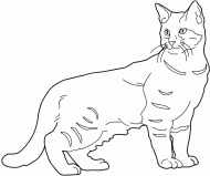 coloring picture of Pixie Bob cat