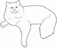 coloring picture of Ragdoll cat