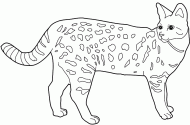 coloring picture of Savannah cat