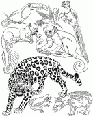 coloring picture of a cheetah among other jungle animals