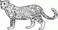 coloring picture of cheetah