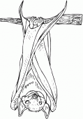 coloring picture of a bat sleep the upside down