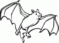 coloring picture of chiroptera