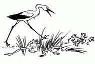 coloring picture of a stork pursues frogs