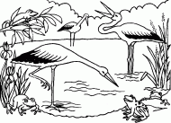 coloring picture of the storks are hunting frogs in a pond