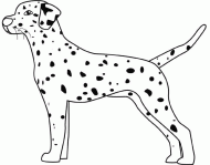 coloring picture of dalmatian