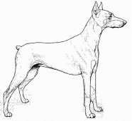 coloring picture of doberman