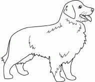 coloring picture of golden retriever