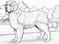 coloring picture of st bernard dog