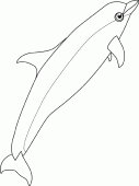 coloring picture of bottlenose dolphin