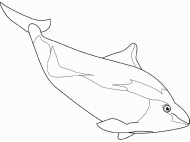 coloring picture of porpoise