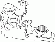 coloring picture of a sitted dromedary and another which is upright