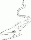 coloring picture of eel of gulper
