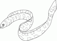 coloring picture of eel