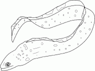 coloring picture of moray eel
