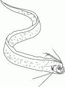 coloring picture of oarfish