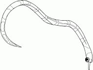 coloring picture of ringed pipefish