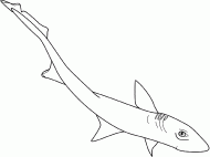 coloring picture of sharpnose sevengill shark