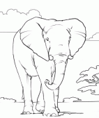 coloring picture of An African Bush Elephant