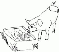 coloring picture of pig