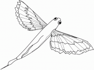 coloring picture of flying fish