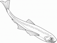 coloring picture of lanternfish