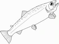 coloring picture of salmon