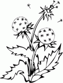 coloring picture of dandelion