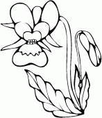 coloring picture of orchid flower