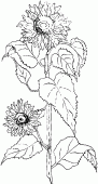 coloring picture of sunflower