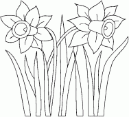 coloring picture of wild daffodil narcissus pseudonarcissus