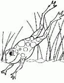 coloring picture of a frog which jumps in a lake