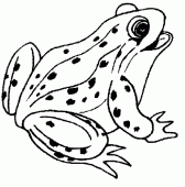 coloring picture of a frog with spots on its skin