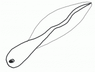 coloring picture of a tadpole into the water