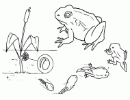 coloring picture of evolution of the tadpole to frog
