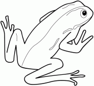 coloring picture of green frog