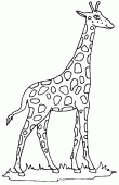 coloring picture of giraffe