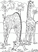 coloring picture of two giraffes
