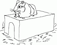 coloring picture of a hamster on its limps