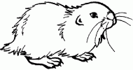 coloring picture of drawing of pretty a hamster