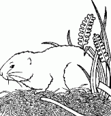 coloring picture of hamster in a garden