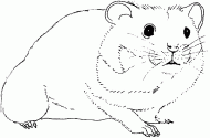 coloring picture of the hamster is seed eating